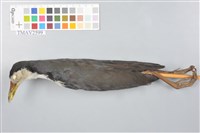 藏品(白腹秧雞)的圖片